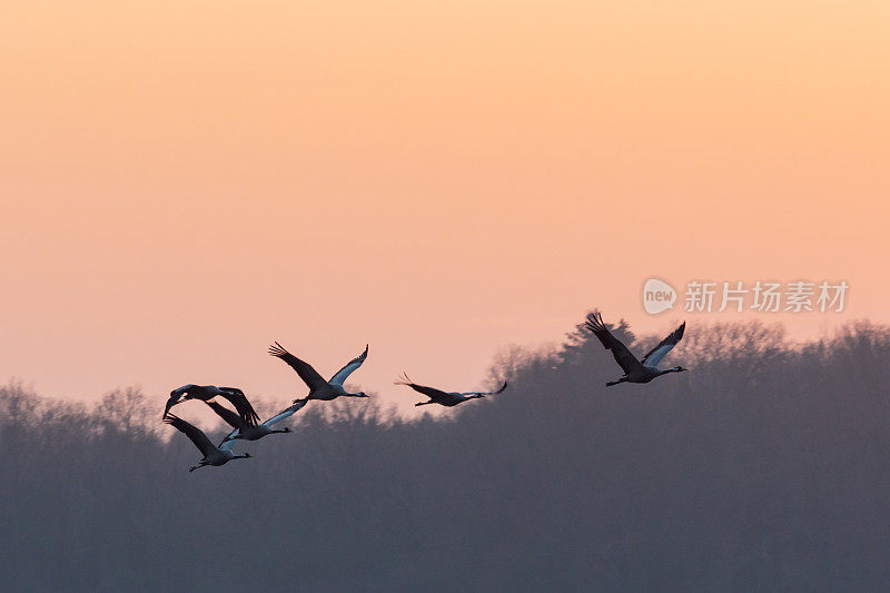 一组普通的起重机(Grus Grus)在夕阳下飞行